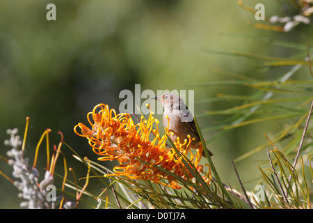 Femmina Honeyeater scarlatto (Myzomela sanguinolenta) su un impianto di Grevillea, Newrybar, Nuovo Galles del Sud, Australia Foto Stock