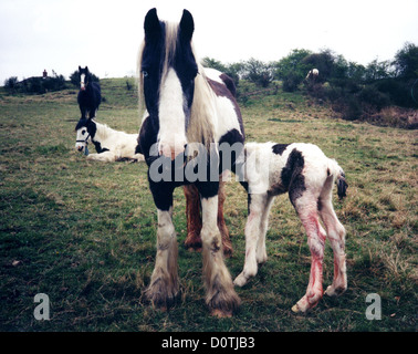 Mare con puledro appena nato naturalmente Regno Unito 1986. Cavalli di cavallo Gran Bretagna 1980 nascita animale Fal mare alimentazione Foto Stock