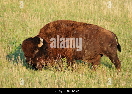 Bison, Bos bison, bisonti americani, Buffalo, prati, Badlands, Parco Nazionale, Great Plains, Dakota del Sud, Stati Uniti, Stati Uniti, Foto Stock