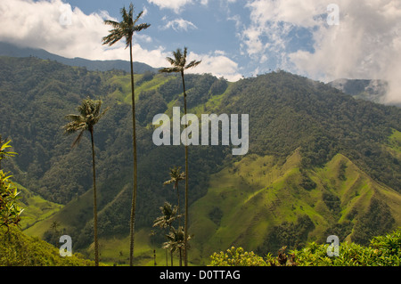 Vax palme di Cocora Valley, colombia Foto Stock