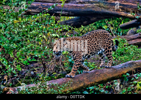 Jaguar, Panthera onca, animale, STATI UNITI D'AMERICA, Stati Uniti, America, foresta Foto Stock