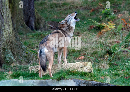 Il lupo rosso, canis rufus, specie in via di estinzione, lupo, animale, STATI UNITI D'AMERICA, Stati Uniti, America, foresta Foto Stock