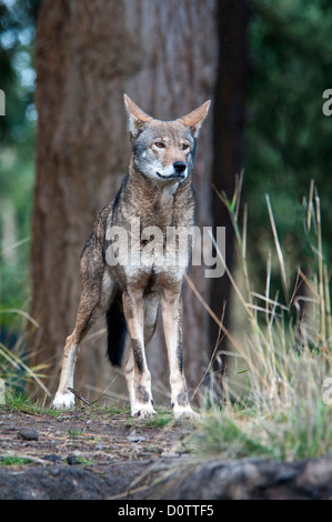 Il lupo rosso, canis rufus, specie in via di estinzione, lupo, animale, STATI UNITI D'AMERICA, Stati Uniti, America, foresta Foto Stock