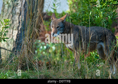 Il lupo rosso, canis rufus, specie in via di estinzione, lupo, animale, STATI UNITI D'AMERICA, Stati Uniti, America, foresta Foto Stock