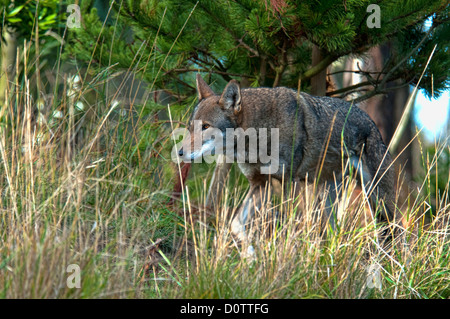 Il lupo rosso, canis rufus, specie in via di estinzione, lupo, animale, STATI UNITI D'AMERICA, Stati Uniti, America, foresta Foto Stock