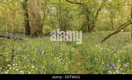 Molla di scena di Bosco Berkshire REGNO UNITO Foto Stock