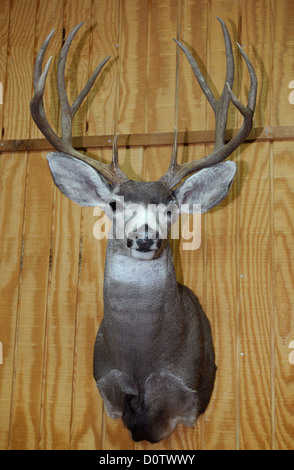 Montato Mule Deer buck (Odocoileus hemionus) sulla parete di un Texas ranch house Foto Stock