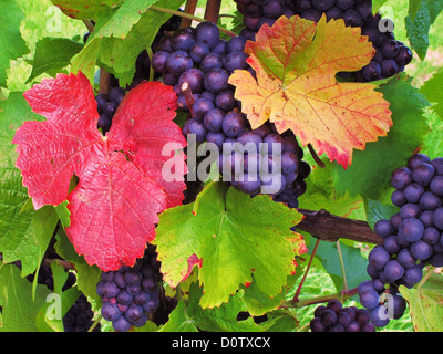 Le uve, sparare, vite, vintage, blu, dettaglio, agricoltura, produzione di vino Foto Stock