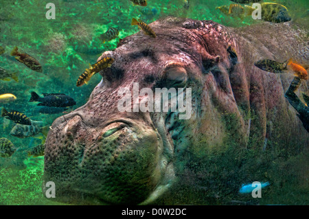 Ippopotamo, ippopotami, Hippopotamus amphibius, testa, acqua, animale, subacquea Foto Stock