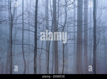 Stati Uniti d'America, Vereinigte Staaten, Amerika, Nebel, Dunst, nebelig, regnerisch, stimmungsvoll, Kühl, atmosphärisch, Wald, Tennessee, TN, Gr Foto Stock