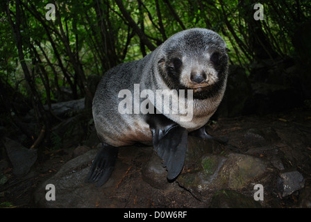 Una nuova zelanda pelliccia sigillo Pup a Ohau Stream, Kaikoura, Nuova Zelanda Foto Stock