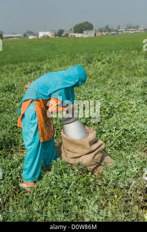 Femmina lavoratore fattoria verde di riempimento baccelli di piselli in un sacco, Farrukh Nagar, Gurgaon, Haryana, India Foto Stock