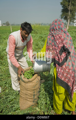 Donna verde di riempimento baccelli di piselli in un sacco con un uomo, Farrukh Nagar, Gurgaon, Haryana, India Foto Stock