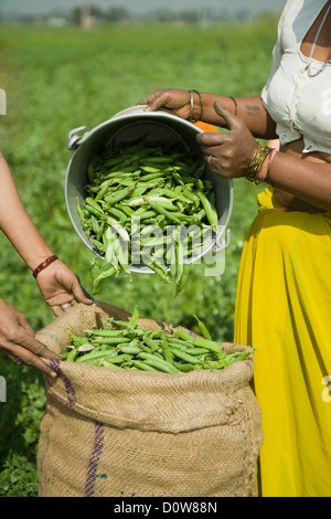 Femmina di lavoratori agricoli il riempimento di pisello verde cialde in un sacco, Farrukh Nagar, Gurgaon, Haryana, India Foto Stock