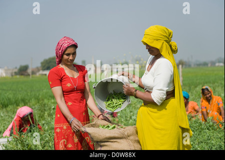 Femmina di lavoratori agricoli il riempimento di pisello verde cialde in un sacco, Farrukh Nagar, Gurgaon, Haryana, India Foto Stock