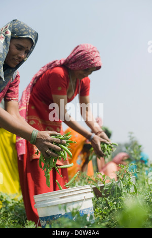 Fattoria femmina lavoratore picking pisello verde baccelli, Farrukh Nagar, Gurgaon, Haryana, India Foto Stock