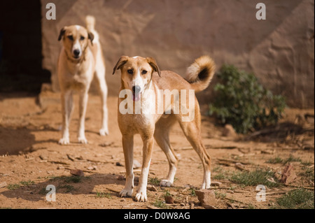 Due cani in piedi in un campo, Farrukh Nagar, Gurgaon, Haryana, India Foto Stock