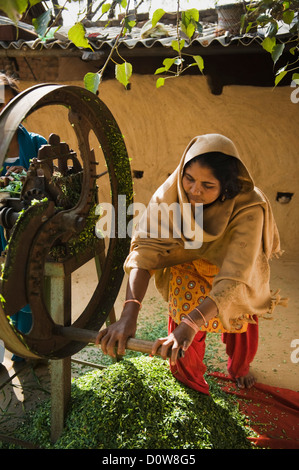 Donna di foraggi di taglio su una fresa di pula con sua figlia, Farrukh Nagar, Gurgaon, Haryana, India Foto Stock