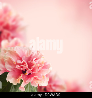 I fiori di ibisco Foto Stock