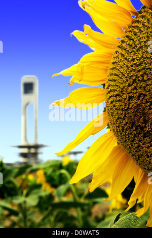 Siviglia, Spagna, in un campo di girasoli davanti alla torre solare impianto Foto Stock