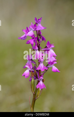 Robustes Knabenkraut, Orchis robusta, Orchis palustris ssp. robusta Foto Stock