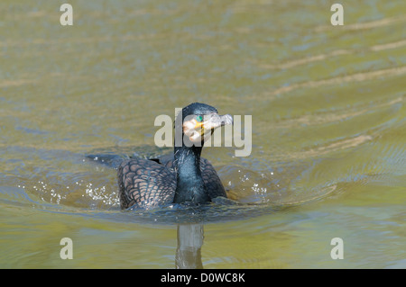 Kormoran, Phalacrocorax carbo, cormorani Foto Stock