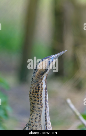 Rohrdommel, Botaurus stellaris, tarabuso Foto Stock