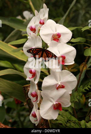 Moth Orchid, Phalaenopsis Hybrid cultivar, Orchidaceae, e farfalla monarca, Danaus plexippus, Papilionoidea, Nymphalidae. Foto Stock