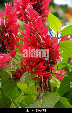 Il brasiliano mantello rosso, Megaskepasma erythrochlamys, Acanthaceae. Venezuela, Sud America. Foto Stock