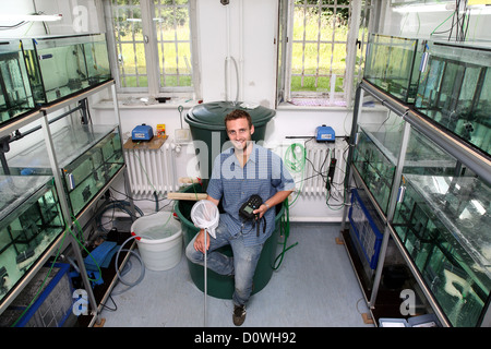 Rostock, Germania, uno studente laureato nel laboratorio dell'Università di gamberi di allevamento in Rostock Foto Stock