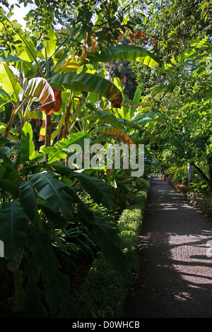 I Giardini Botanici (Jardín de Aclimatación de la Orotava). Puerto de la Cruz, Tenerife, Isole Canarie, Spagna. Foto Stock
