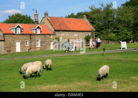 Villaggio Verde ovini e cottages Goathland North Yorkshire England Regno Unito Foto Stock