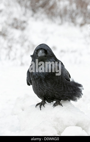 Raven nella doccia di neve Foto Stock