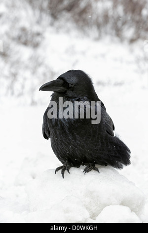 Raven nella doccia di neve Foto Stock