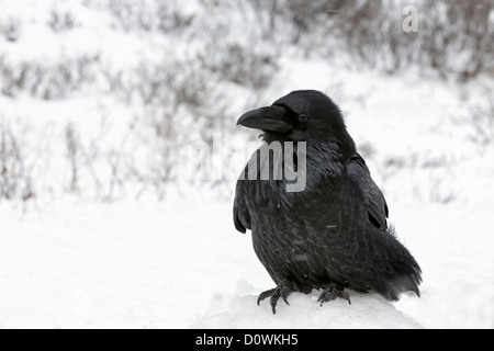 Raven nella doccia di neve Foto Stock