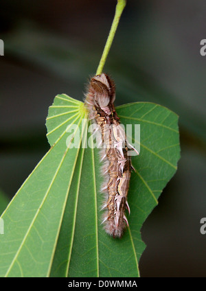 Blue Morpho Butterfly Caterpillar, Morpho peleides, Nymphalidae. Sud America. Foto Stock