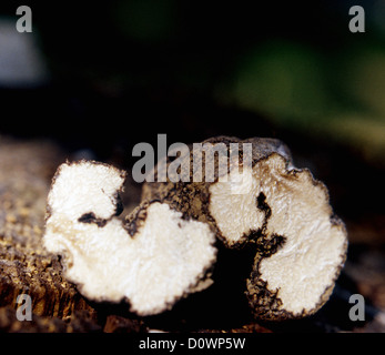 Nero tartufo estivo aperto a fette. ©MAK Foto Stock