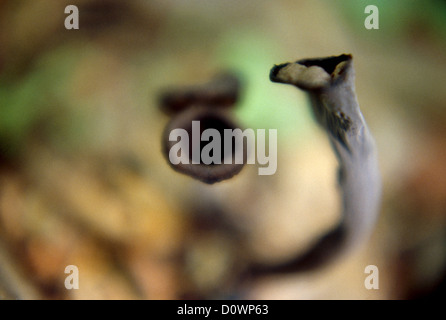 Tromba nero funghi nei boschi. Weis Ecology Centre, Ringwood, NJ ©MAK Foto Stock