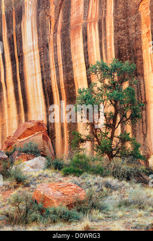 Strisce di deserto linea di vernice le pareti del canyon di Capitol Gorge in Utah Capitol Reef National Park. Foto Stock