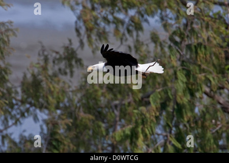 Aquila calva (Haliaeetus leucocephalus) in volo portando il ramo per nidificare lungo la costa di Nanaimo, Isola di Vancouver, BC nel mese di aprile Foto Stock