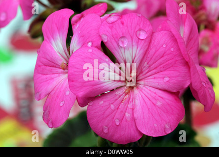 Begonia fiore dopo la pioggia. Foto Stock