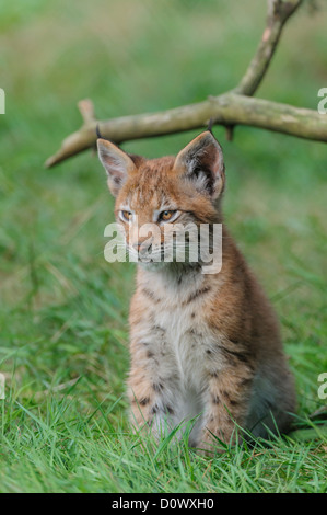 Eurasischer Luchs ,Lynx lynx, eurasian lynx Foto Stock