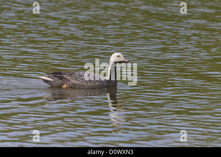 Kaisergans, Anser canagicus, oca imperatore Foto Stock