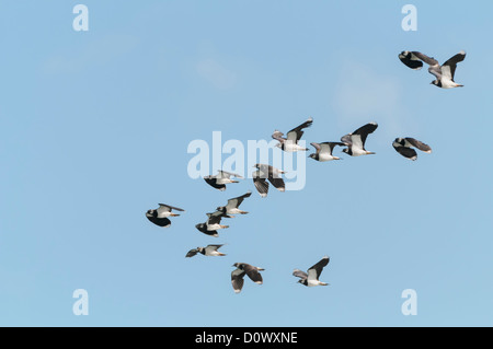 Kiebitz, Vanellus vanellus , pavoncella Foto Stock