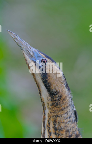 Rohrdommel, Botaurus stellaris, tarabuso Foto Stock