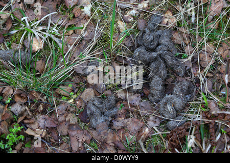 Pollina dell Unione Lupo (Canis lupus) con peli da preda. L'Europa, Estonia Foto Stock