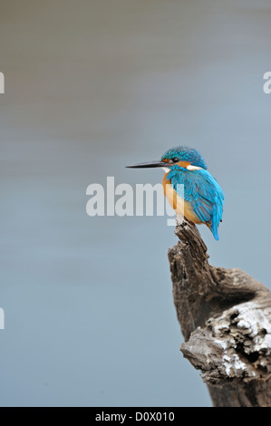 Common Kingfisher appollaiato vicino a un lago in Ranthambhore national park, India Foto Stock