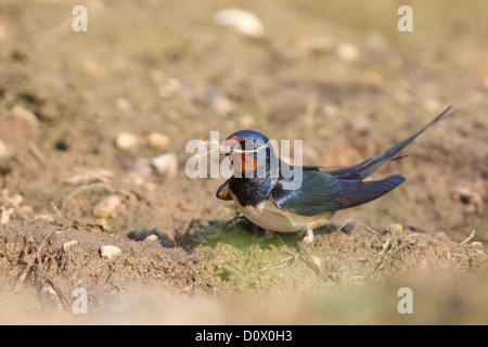 Barn Swallow (Hirundo rustica) la raccolta di materiale di nido in primavera. Europa Foto Stock