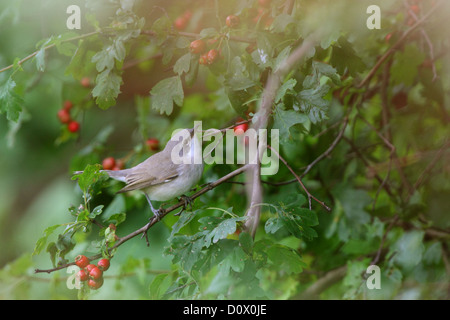 Lesser Whitethroat (Sylvia curruca). Europa Foto Stock