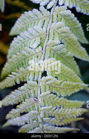 Fronde smerigliato di una felce che cresce in un giardino inglese. Foto Stock